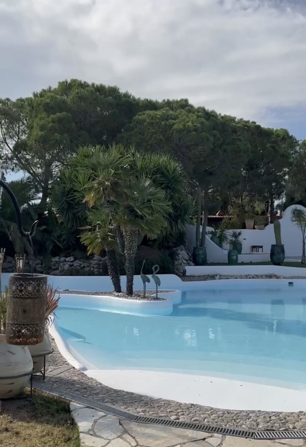The villa pool surrounded by palms and planting