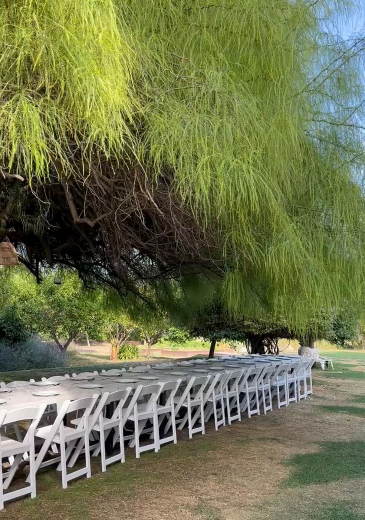 A long table laid for dinner under a willow tree in the villa garden